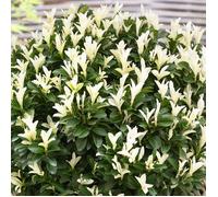 Euonymus Paloma Blanca - Fusain du Japon | Arbuste persistant en pot pour jardin.