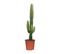 Euphorbe de Barbarie - Euphorbia Acrurensis - Plante d'intérieur - Ø17 cm - 70 cm de hauteur - Succulente aux tiges en forme de bougie - Facile à entretenir & décorative - Convient à la mi-ombre