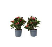 Euphorbe de Madagascar - Set de 2 - Euphorbia 'Milii' - Hauteur 25-35cm - d13cm