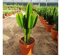 Euphorbia 'candelabrum' 25 l 80-100 cm