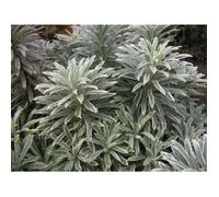 Euphorbia char. 'Silver Swan'® - Euphorbe vivace en pot 9x9 cm, feuillage panaché gris-vert, fleurs jaune clair, résistante au gel