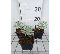 Euphorbia char. 'Tasmanian Tiger'® - Euphorbe vivace en pot 9x9 cm, feuillage panaché blanc, floraison printanière, rustique -15°C