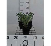 Euphorbia characias - Euphorbe vivace en pot 9x9 cm, fleurs jaune verdâtre, feuillage gris-vert, rustique et tolérante