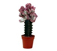Euphorbia lactea cristata greffé - pot 12cm