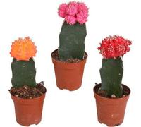 Euphorbia meloformis variegata et Gymnocalycium Mix - 3x plantes greffées, 5,5cm de haut
