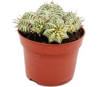 Euphorbia meloformis variegata - Euphorbe panachée - Pot de 10,5 cm - Succulente fantaisie