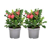 Euphorbia Milii - Épine du Christ - lot de 2 - Succulente - ?13cm - 25-35cm