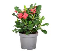 Euphorbia Milii - Épine du Christ - Succulente - ? 13 cm - hauteur 25-35 cm