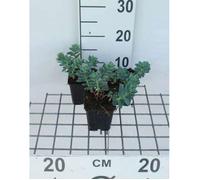 Euphorbia myrsinites - Euphorbe vivace en pot 9x9 cm, feuillage charnu bleu-vert, fleurs jaune-vert, idéale plein soleil