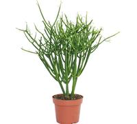 Euphorbia tirucalli - crayon cactus - grande plante en pot de 12 cm