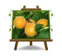 EURO PLANTS VIVAI Abricotier arbre de Abricotiers Vitillo plante fruitière sur un pot de 20 cm. Hauteur maximale 170 cm. -age 2 ans