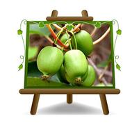 EURO PLANTS VIVAI Actinidia - Kiwi Arguta Var Issai autofertile sur vase: ø 20 cm - *Hauteur: 150-170 cm - Âge: 2 ans