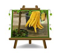 EURO PLANTS VIVAI Agrumes Cèdre Citrus Medica Main de Bouddha Plante à Partir De Fruit Sur pot 20/22- Arbre Max 60/80 cm