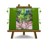 EURO PLANTS VIVAI Agrumes Orange Vanille Arbre fruitier Hauteur: 150~160 cm Pot: 26 cm