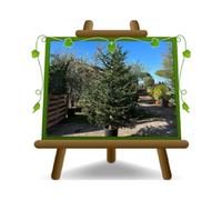 EURO PLANTS VIVAI Arbre de Noël Vrai plantes 100% italiennes NORDMANNIANA Hauteur : 160~180 cm