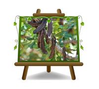 EURO PLANTS VIVAI Caroubier Ceratonia siliqu plante fruitière en pot 20 cm - Plante fruitière durable - Hauteur 30 cm - Âge 2 ans - Baies comestibles