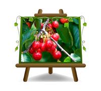 EURO PLANTS VIVAI Cerisier Amarena Progressiflora sur pot de 26 cm plantes à fruit ancienne autofertile max 180 cm -Âge 4 ans