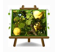 EURO PLANTS VIVAI Cognassier Pommier-Cognassier var. Champion - plante fruitière ancien en pot : ø 26 cm Hauteur maximale 180 cm - Âge : 4 ans