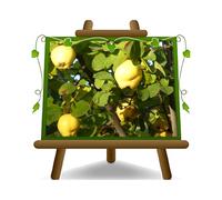 EURO PLANTS VIVAI Cognassier/Pommier-Cognassier var. Champion - plante fruitière ancien - Plante en pot de 20 cm - Hauteur maximale 170 cm - Âge : 2 ans