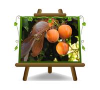 EURO PLANTS VIVAI Kaki chocolat - Plante fruitière vieux sur pot 24/26 cm. - *hauteur maximale 180 cm. - 4 ans