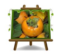 EURO PLANTS VIVAI Kaki pomme variété Hana Fuyu - Plante fruitière vieux sur pot 26 cm. - 150 - 170 cm. - 4 ans