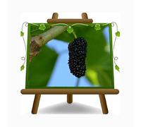 EURO PLANTS VIVAI Mûrier Reine Noire en Pot 26 cm