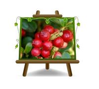 EURO PLANTS VIVAI Myrtille Rouge variété Fireballs plant fruitière ou de forêt en pot 16 cm hauteur 40-50 cm