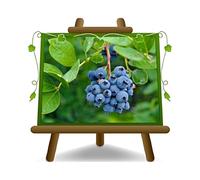 EURO PLANTS VIVAI Myrtilles Noir Géant Américain variété Legacy plante fruitière ancienne en pot 20 cm hauteur 50-100 cm - Âge 2 ans