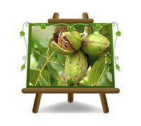 EURO PLANTS VIVAI Noyer Pecan Apache Plante à fruits en pot 20 x 26 cm, hauteur 120 - 140 cm, 2 ans