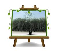 EURO PLANTS VIVAI Olivier Leccino plante fruitière en pot 20 cm hauteur max 150 cm - Âge 2 ans