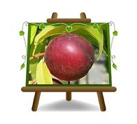 EURO PLANTS VIVAI Pêcher Nectarines à pulpe jaune Armking plante fruitière ancienne greffé en pot 20 cm hauteur 150-170 cm - Âge 2 ans
