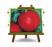 EURO PLANTS VIVAI Pêcher Nectarines à pulpe jaune Nectaros plante fruitière greffé en pot 26 cm hauteur maximale 180 cm - Âge 4 ans