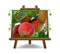 EURO PLANTS VIVAI Pêcher pêche à la pulpe jaune Pêcher claire plante fruitière résistant à la bulle pot 20 cm hauteur 150-170 cm - Âge 2 ans