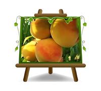 EURO PLANTS VIVAI Pêcher Percoche Baby Gold 9 pêche à chair ferme plante fruitière ancienne en pot 26 cm en hauteur maximale 180 cm - Âge 4 ans