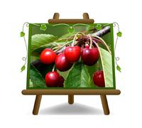 EURO PLANTS VIVAI Plante de cerisier Variété doux Bigarreau Burlat C1 en Pot de 24/26 cm - Hauteur maximale 180 cm - Âge 4 ans