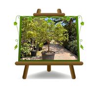 EURO PLANTS VIVAI Plante de citron 4 saisons Âge 15 ans | Plante vigoureuse, rustique, résistante jusqu'à -5 °C - Pot 75 ~ 80 cm Hauteur 230 ~ 250 cm