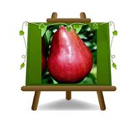 EURO PLANTS VIVAI Poirier arbre de poires William rouge - Plante fruitière sur pot 24/26 cm. -*hauteur maximale 180 cm. - 4 ans