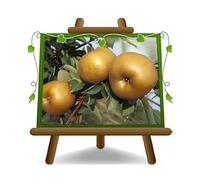 EURO PLANTS VIVAI Pommier Golden rouille plante fruitière en pot 26 cm hauteur maximale 180 cm - Âge 4 ans