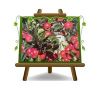 EURO PLANTS VIVAI Pommier Rose de Caldaro plante fruitière en pot 24/26 cm hauteur maximale 180 cm - Âge 4 ans