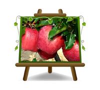 EURO PLANTS VIVAI Pommier Rouge Chief cm arbre plante fruitière ancienne en pot de 20 cm hauteur 150-170 cm - Âge 2 ans