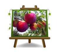 EURO PLANTS VIVAI Prunier Fortune plante fruitière en pot 24/26 cm hauteur maximale 180 cm - Âge 4 ans