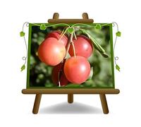 EURO PLANTS VIVAI Prunier Mirabolano rustique plante fruitière en pot 24/26 cm arbre max 180 cm - Âge 4 ans