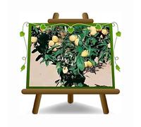 EURO PLANTS VIVAI Prunier Nain jaune en pot 24 cm hauteur maximale 100 cm - Âge 4 ans