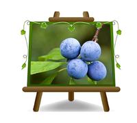 EURO PLANTS VIVAI Prunier Prunus spinosa prunellier épineux plante fruitière en pot de 24 cm hauteur de 120-150 cm