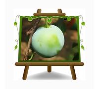 EURO PLANTS VIVAI Prunier reine Claudia vert plante fruitière ancienne en pot 24/26 cm hauteur maximale 180 cm - Âge 4 ans