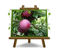 EURO PLANTS VIVAI Prunier Santa Rosa Saint Rose plante fruitière ancienne en pot 24/26 cm hauteur maximale 180 cm - Âge 4 ans