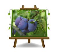 EURO PLANTS VIVAI Prunier Stanley Plante Fruitière Âge 4 ans | pot 24-26 cm Hauteur 160~180 cm