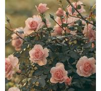 EURO PLANTS VIVAI Rose à buisson Grandes fleurs couleur rose nacrée sur ø 18 × 18 / vase Ø 20