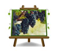 EURO PLANTS VIVAI Vigne Alphonse Lavallée plante fruitière ancienne en pot 20 cm hauteur 150-170 cm - Âge 2 ans