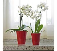 Euro3Plast 10.5.E.24 Clivo Cache-pot pour orchidée 12.5X15.0h Cm